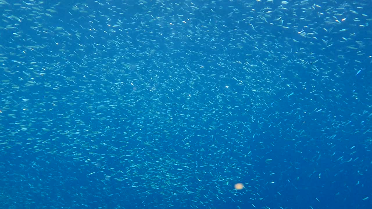 작은 물고기들의 거대한 무리가 빛 아래 푸른 물속에서 헤엄치고 있습니다. 은색 줄무 둥근 헤링, 은 스프라트, 또는 키비나고 미노우 (spratelloides gracilis) 의 무리입니다.