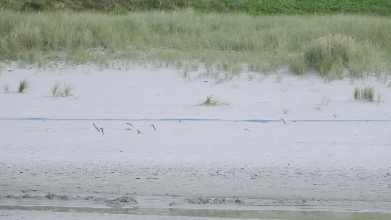 small birds flying over beach in slow motion