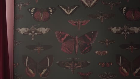 close up video of the black butterflies on the wallpaper