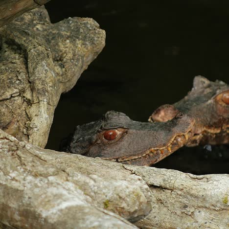 two young cuviers dwarf caiman sitting in water 2