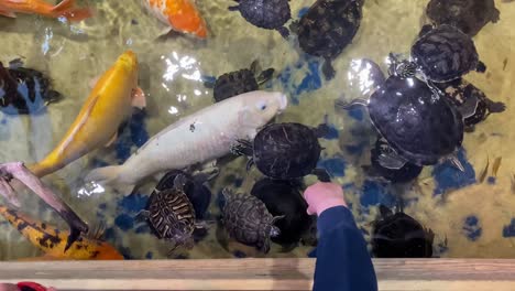 fotografía cenital de un niño alimentando tortugas y peces