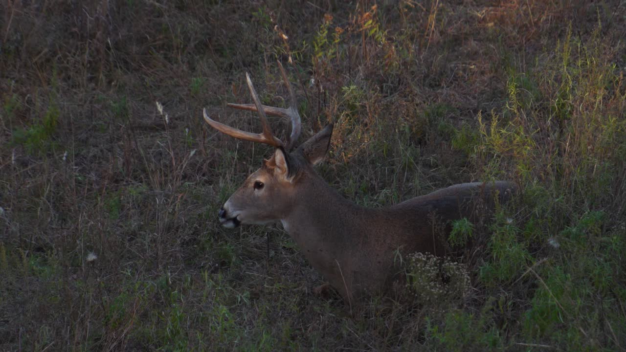 A Six Point Buck Bedded in a Grassy Meadow at Sunset