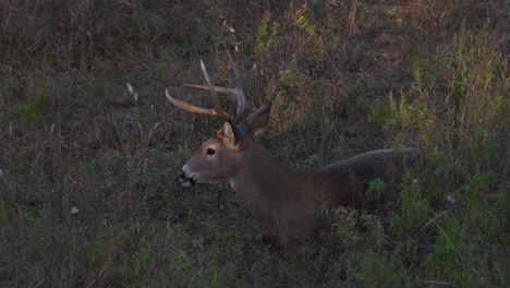 a six point buck bedded in a grassy meadow at sunset