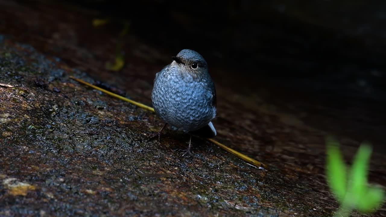 This female Plumbeous Redstart is not as colourful as the male but sure it is so fluffy as a ball of a cute bird