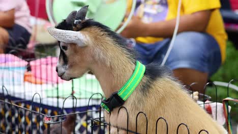 a goat interacts with people in a market