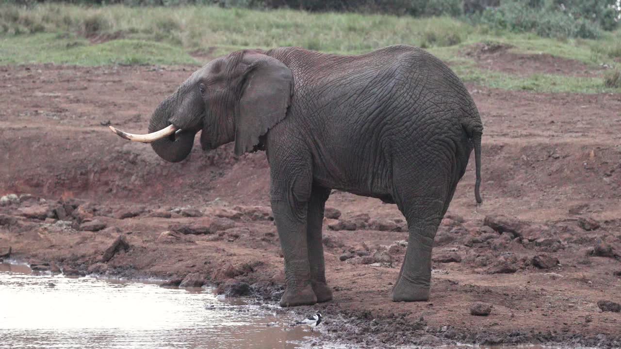 el elefante africano sediento chupa agua por su trompa.