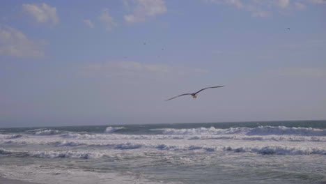 Möwe-Fliegt-Vor-Sonnenuntergang-Am-Strand-Von-Santa-Monica,-La,-Ca