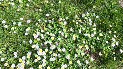 daisies blooming in lush green grass