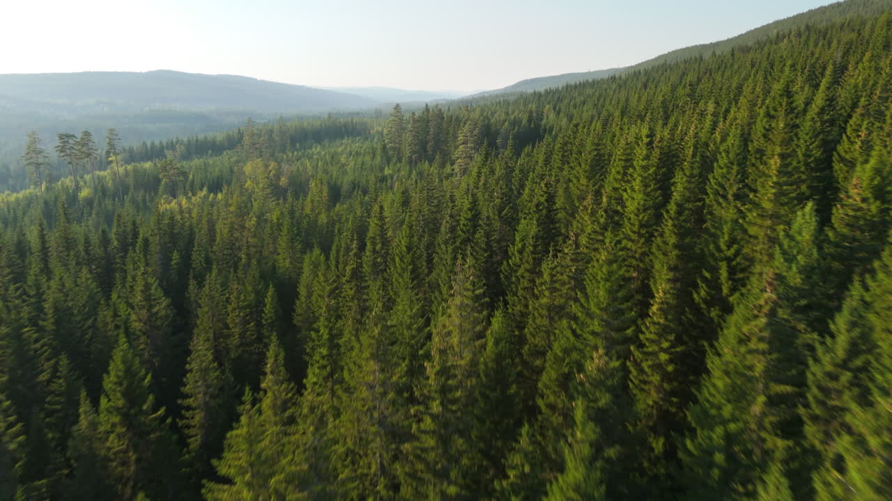 Low drone dolly over verdant green Swedish forest treetops in wilderness area