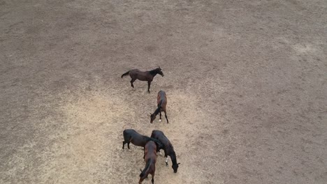 horses | horse racing | race horses | stud farm in india