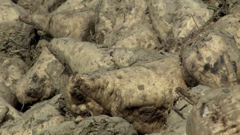 Close-up-of-sugar-beets-after-harvest,-Germany