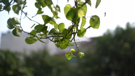 Slow-motion-shot,-green-leaves-branch-slowly-waving-in-the-breeze,-Forest-in-background