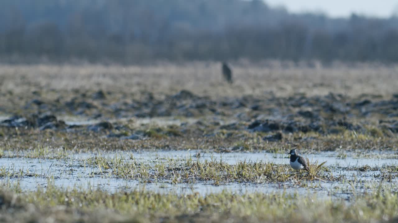 Una pavoncella in piedi vicino a una pozzanghera in un prato allagato alla luce dell'ora d'oro di inizio primavera con un capriolo sullo sfondo e messa a fuoco selettiva.