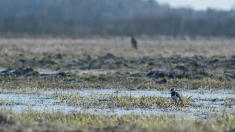 Lapwing-standing-near-flooded-meadow-puddle-in-early-spring-golden-hour-light-with-roe-deer-on-background-rack-focus