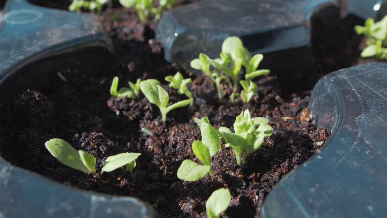 스타터 트레이에서 싹이 난 상추