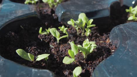 lettuce sprouting in starter trays