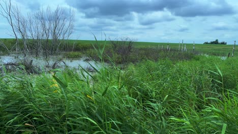 a serene wetland landscape captured in two frames, showcasing verdant grass, tranquil waters, and sparse trees under a cloudy sky