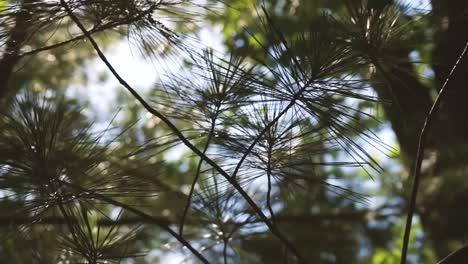 Tannennadeln-Auf-Einem-Baum-Wiegen-Sich-In-Zeitlupe-Im-Wind