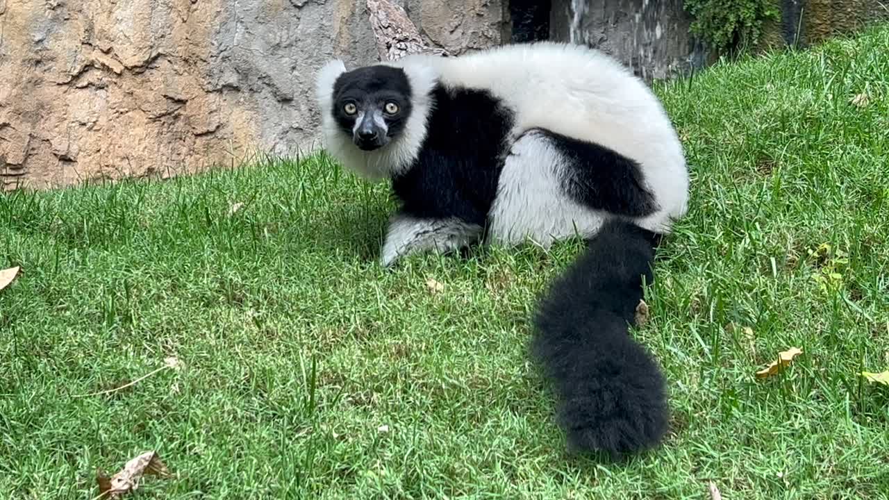 Black and white haired African lemur on a green grass filed. Medium close-up view. 4K