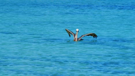 a brown pelican bird floating on the blue ocean and flying towards the camera in curacao