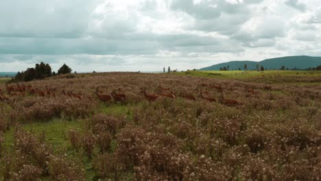 Herd-of-Deer-standing-in-bush-grass-land-during-cloudy-day,-aerial