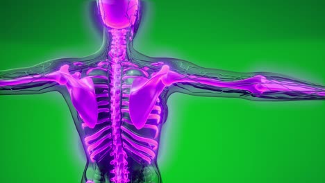 cuerpo humano transparente con huesos visibles