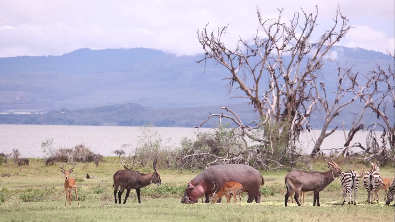 Various wildlife, including zebras and hippos, grazing by a lake with mountains in the background