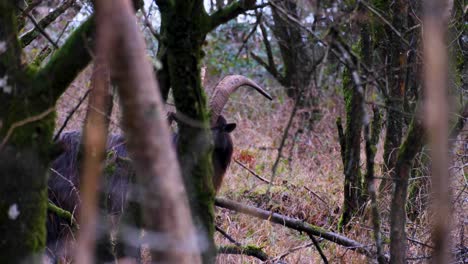 Long-haired-goat-with-big-horns-hiding-in-thicket-of-trees-in-woodland-forest-in-rural-English-countryside