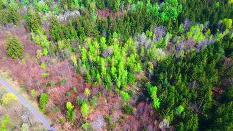 Vista-Panorámica-De-Un-Bosque-Verde-Con-Un-Camino-Sinuoso