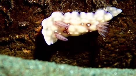 Close-up-of-a-white-and-colorful-nudibranch-in-Bali's-underwater-world