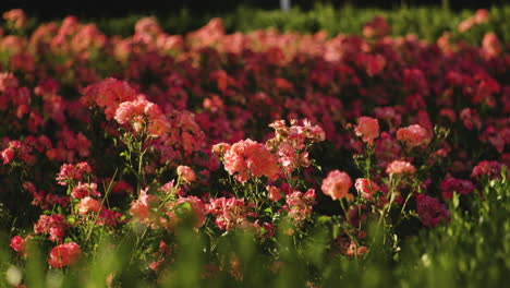 blooming peach roses on a garden park in shallow depth of field