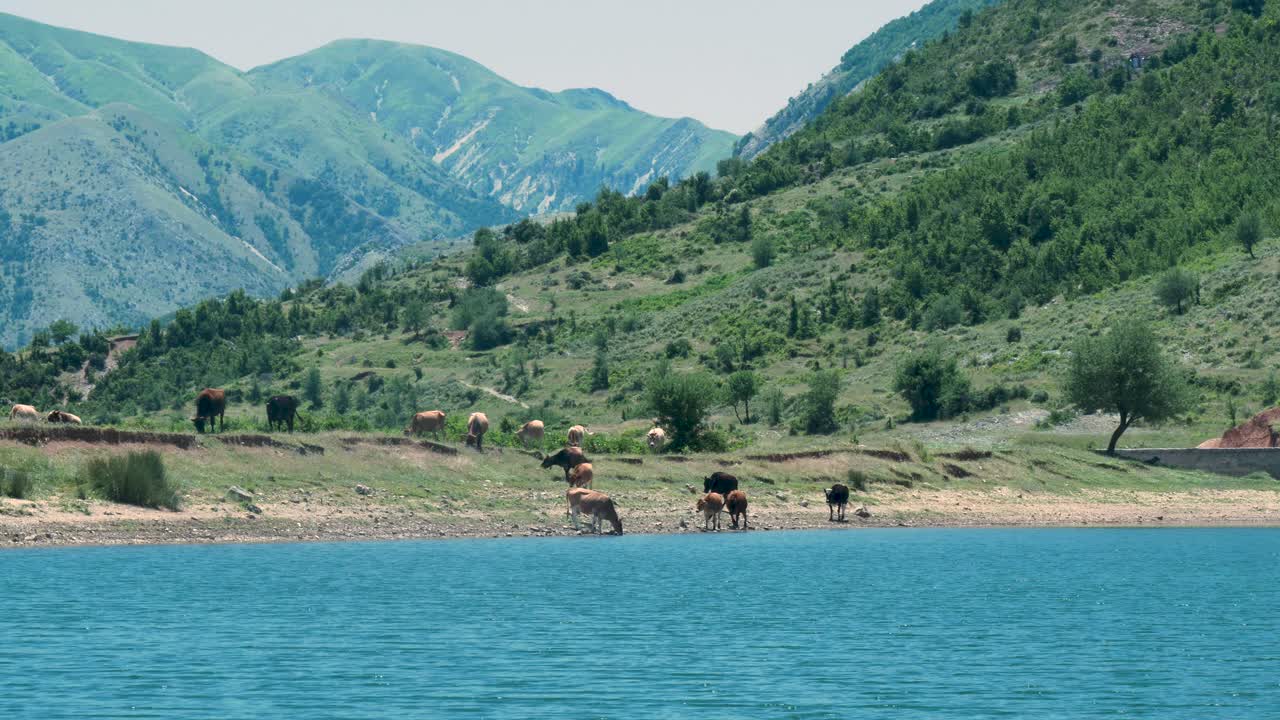 Herd of Cattle Drinking by a Lake in Albanian Mountains (Wide Shot)