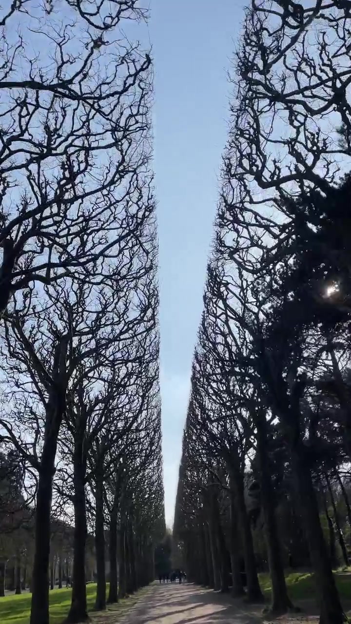 Vertical tracking shot along a symmetrical avenue of bare pruned trees in a formal park under a clear winter sky