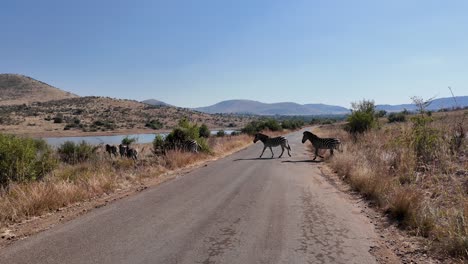 zebras on street at pilanesberg national park in north west south africa