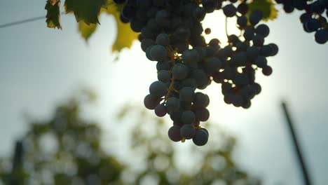 cinematic shot of sunlight shining through black grape bunches