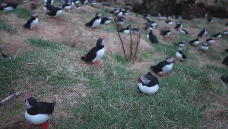 una de las colonias más grandes de papagaios atlánticos en islandia - borgafjordur eystri