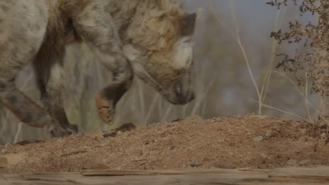 la hiena africana cazando y olfateando el suelo