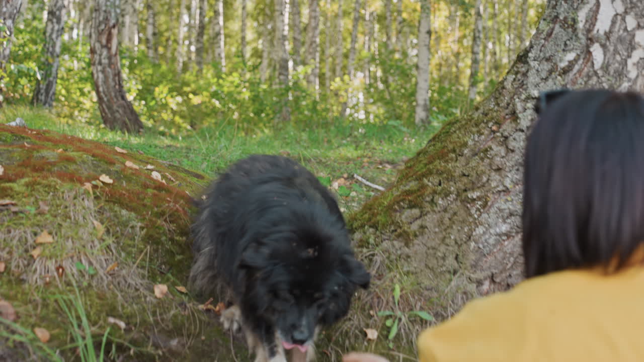 Camper in forest calls returning dog, mossy ground and birch trees. Yellow jacketed camper coaxing timid black dog across leaf litter, gentle approach up a small ravine, hands reaching to comfort