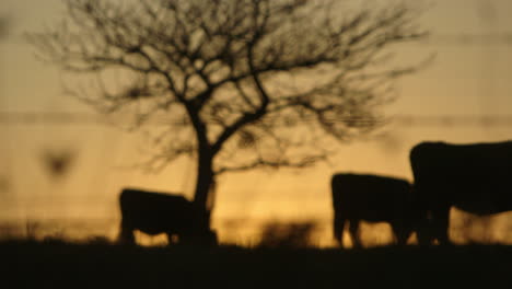 silueta de vacas en un campo junto a un gran árbol desnudo con la puesta de sol en el fondo