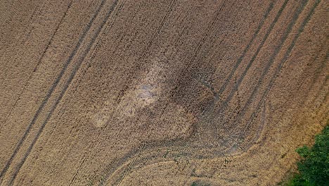 cultivated wheat fields. aerial top down view