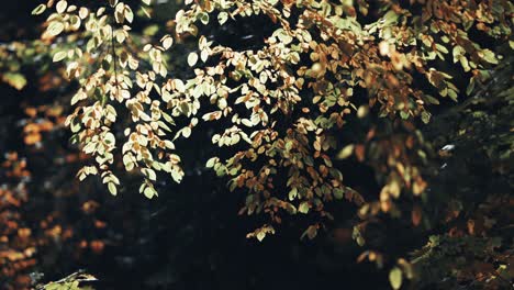 coloridas hojas de otoño en el fondo borroso