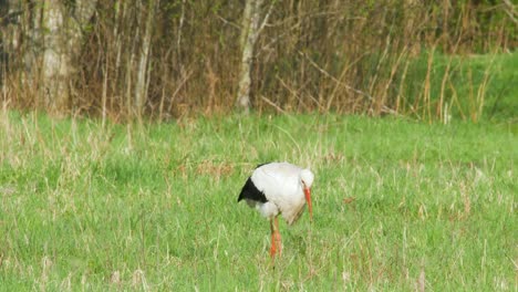 white stork ciconia ciconia is feeding in meadow-5