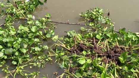 dense clusters of green plants drift along a murky river, surrounded by rocks and natural debris.