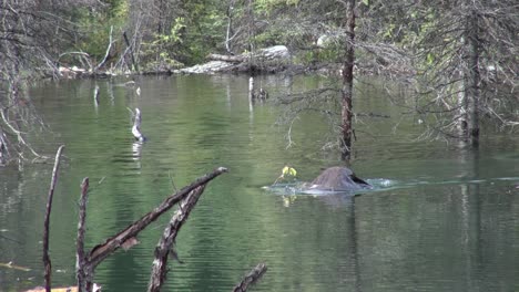 Schwimmender-Biber-Taucht-Mit-Grünen-Ästen,-Um-Sie-Unter-Wasser-Zu-Lagern