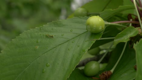 <unk>果树在大雨之后的近距离拍摄手持