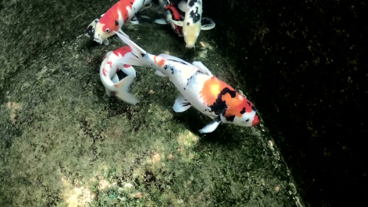 el koi, la carpa de fantasía que nada