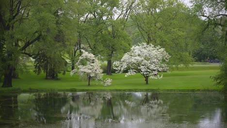 hermoso lago en el parque con árboles en flor