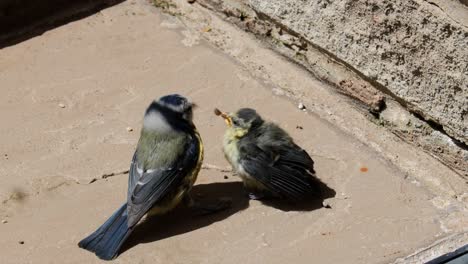 un pájaro adulto de tit azul alimentando a su cría recién nacida