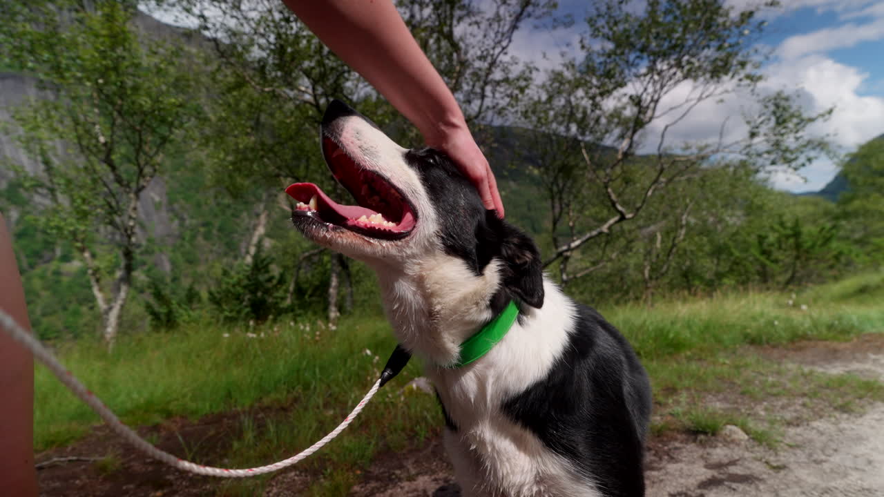 Primo piano dettagliato di un cane al guinzaglio durante un'escursione nel paesaggio della Norvegia sud-occidentale, che ansima per l'eccitazione mentre una donna lo accarezza.