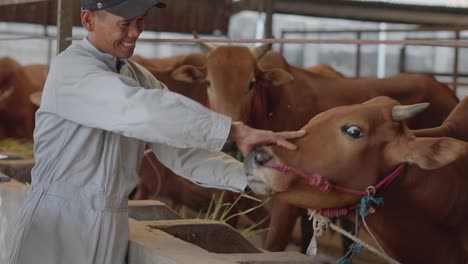 farmer and veterinary working together to checking on livestock and quality of milk in the dairy farm